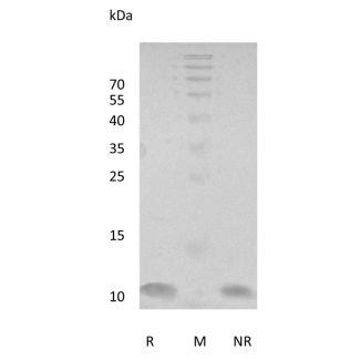 Recombinant Human NRG-1 (EGF-like domain) Beta 1