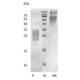 Recombinant Human Placental Growth Hormone