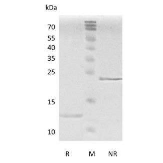 Recombinant Human Transforming Growth Factor-β2