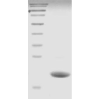 Recombinant Human UbE2G2