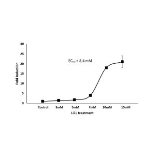 TCF/LEF 双报告载体