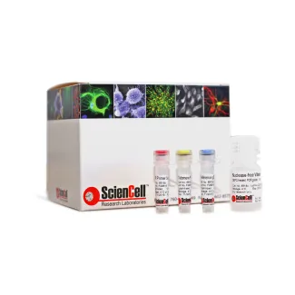 人端粒绝对长度定量 qPCR 检测试剂盒