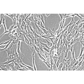 人结肠平滑肌细胞（HCoSMC） - 相差显微镜图像，200倍放大。