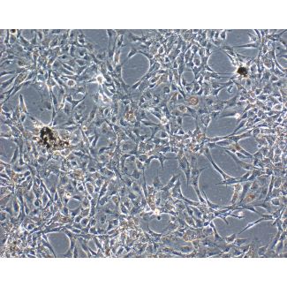 牛虹膜色素上皮细胞 (BIPEpiC) — 相差显微镜观察，100X 放大