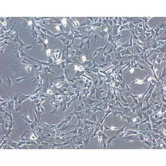 牛虹膜色素上皮细胞（BIPEpiC）—相差显微镜，100X