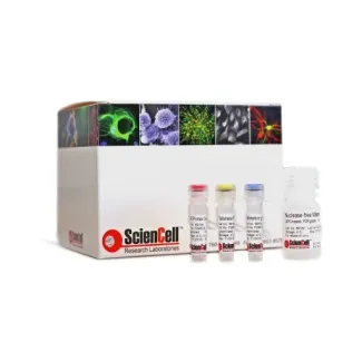 猪端粒绝对长度定量 qPCR 检测试剂盒