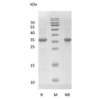 重组人 Wnt-3a 蛋白，来源于大肠杆菌（E. coli）