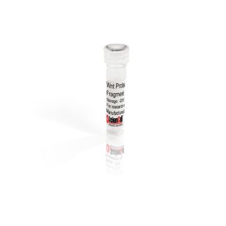 重组人Wnt-3a蛋白片段 223-352