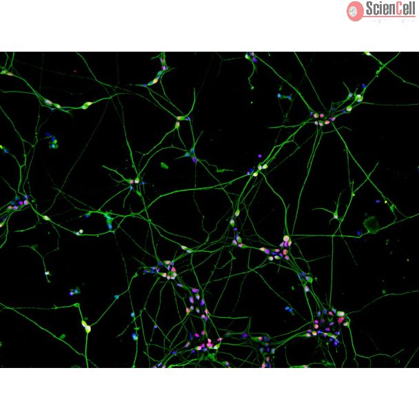 人多能干细胞衍生感觉神经元（HPSC-SN）——经 Brn3a（红色）和 Tubb3（绿色）免疫染色，100×放大。
