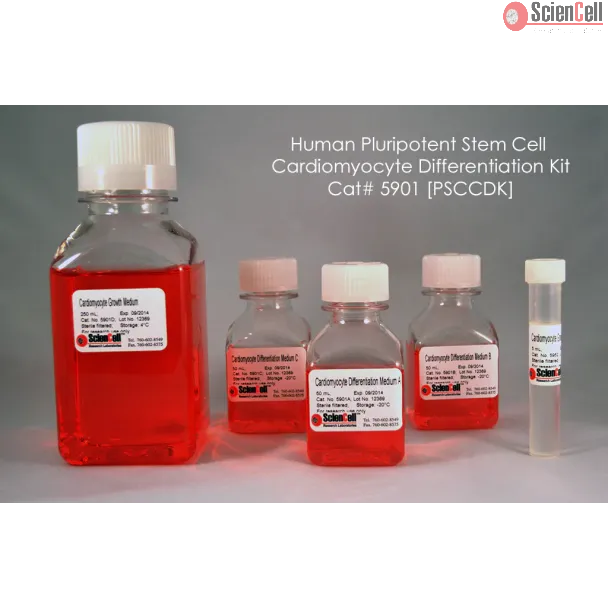 人多能干细胞（hPSC）心肌细胞分化试剂盒，50 mL