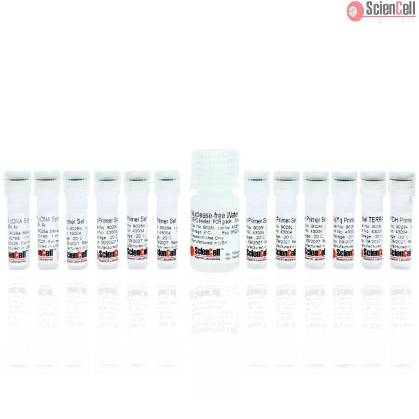 人端粒重复序列 RNA 检测试剂盒（qPCR）
