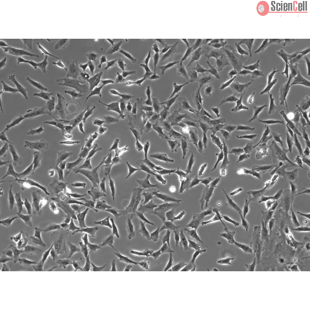 人类视网膜星形胶质细胞（HRA）- 相差显微镜，100倍放大。