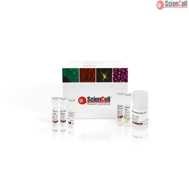 大鼠线粒体DNA拷贝数绝对定量 qPCR 检测试剂盒