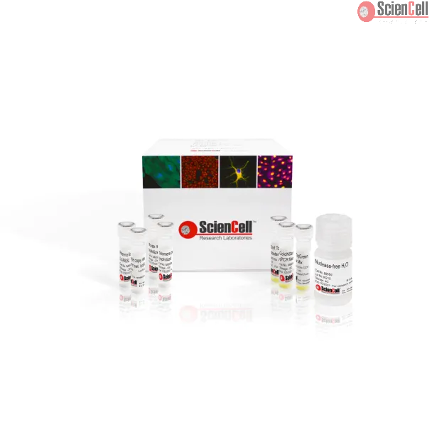 小鼠端粒长度与线粒体DNA拷贝数双重绝对定量 qPCR 检测试剂盒