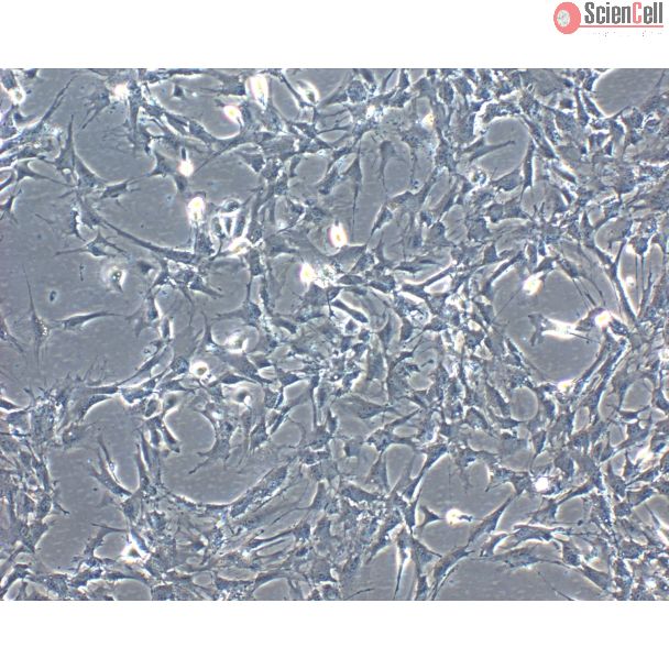 牛虹膜色素上皮细胞（BIPEpiC）—相差显微镜，100X