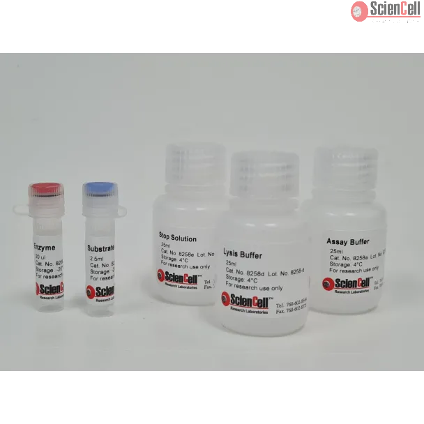 Alkaline Phosphatase Activity Assay