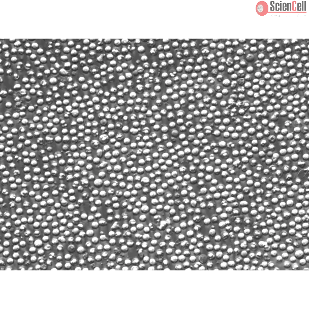 小鼠脾细胞（MS）——浮雕相差，400×
