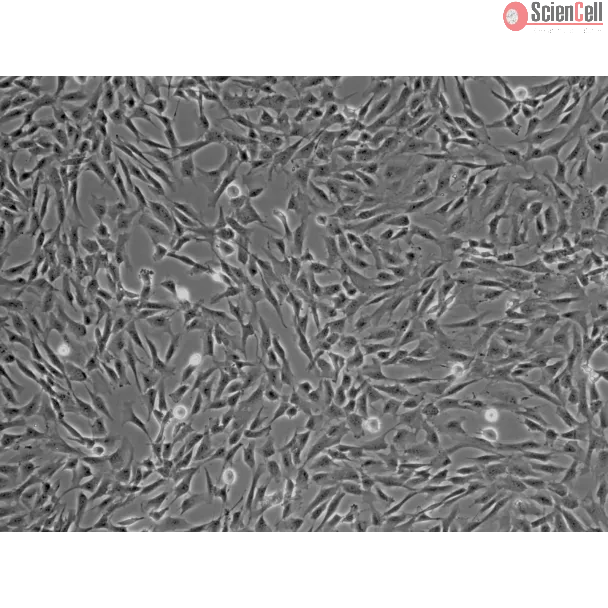 Human Brain Vascular Pericytes (HBVP) - Phase contrast, 100x.
