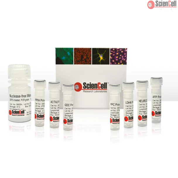 Human Germ Layer Detection qPCR Kit