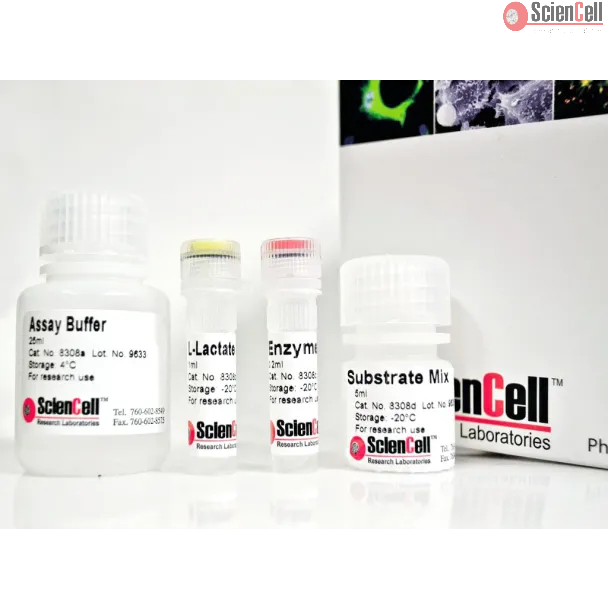 L-Lactate Assay