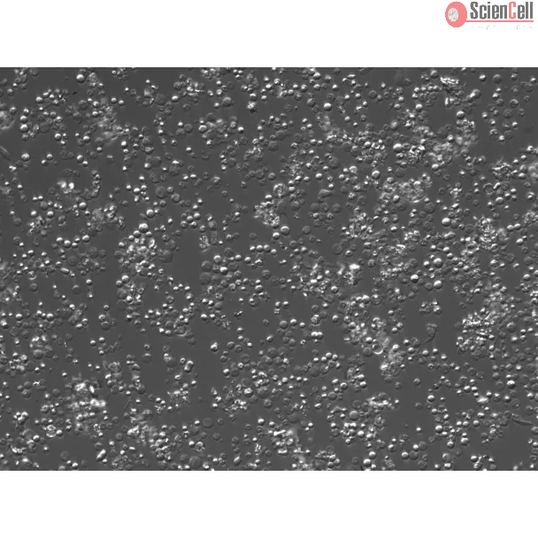 Mouse Bone Marrow Mononuclear Cells (MBMMC) – Relief Contrast, 200x
