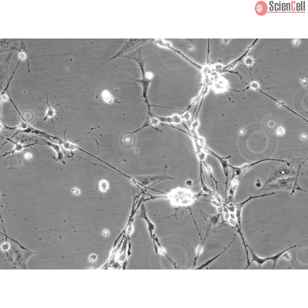 Mouse Neurons-spinal cord (MN-sc) - Phase contrast, 200x.
