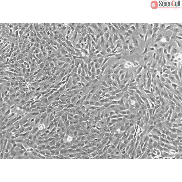 Porcine Retinal Pigment Epithelial Cells (PRPEpic) - Phase Contrast 100X