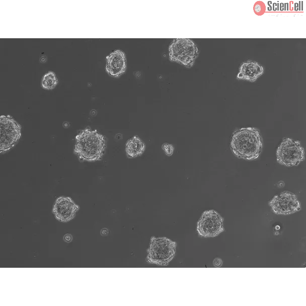 Ready-to-use 3D osteoblast spheroids at 24 hours after thawing