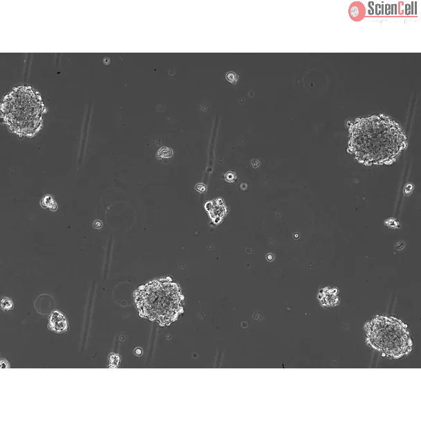Ready-to-use 3D MSC Spheroids at Day 1 post thawing