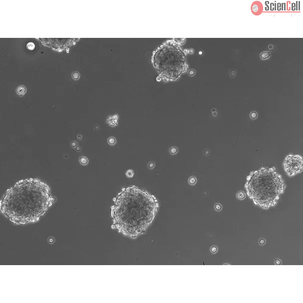 Morphology of 3D Mini-Kidney Spheroids at Day 1 Post Thawing