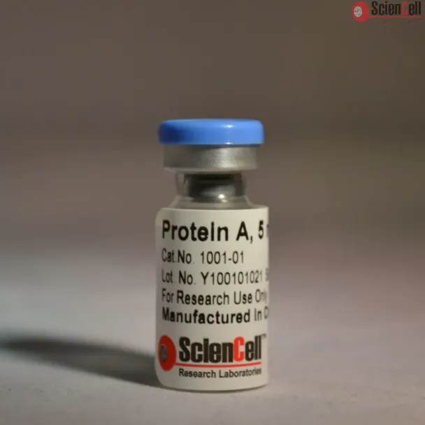 Recombinant Protein A