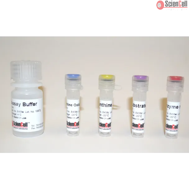 Xanthine Oxidase Assay