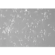 人小脑颗粒细胞 (HCGC) - 相差显微镜，200倍。