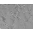人类星形胶质细胞-中脑（HA-mb）- 凸显对比，400倍放大。