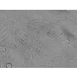 人类星形胶质细胞-海马（HA-h）- 凸显对比，400倍放大。