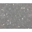 相差显微图注：牛源星形胶质细胞（BA）— 相差显微镜图像，100×

