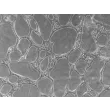 Cells day 4 of assay, 100x (day 4 cond1-10x)
