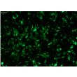 GFP expression in HEK293T cells transfected with the CRE/CREB GFP Reporter Vector after pathway activation (100x)
