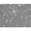 Human Astrocytes-midbrain (HA-mb) - Phase contrast, 200x.
