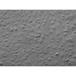 Human Brain Microvascular Endothelial cells (HBMEC) - Relief contrast, 200x.
