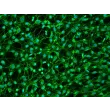 Human Dural Fibroblasts - Immunostaining for FN, 200X
