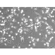 Human Hepatic Macrophages (HHMa) – Phase Contrast, 100x
