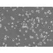 Human Neurons-brain stem (HN-bs) - Phase contrast, 200x
