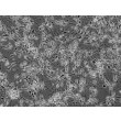 Human Neurons-midbrain (HN-mb) - Phase contrast, 200x.
