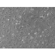 Human Pulmonary Alveolar Epithelial Cells (HPAEpiC) - Phase contrast, 100x.
