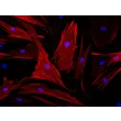 Human Seminal Vesicle Smooth Muscle Cells (HSVSMC) - Immunostaining for α-SMA, 200X
