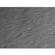 Human Sertoli Cells (HSerC)-Relief Contrast, 400x.
