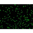Human Sertoli Cells (HSerC)-Immunostaining for SOX-9, 200x.
