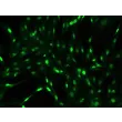 Rat Sertoli Cells (RSerC)- GATA4, 200x