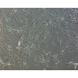 Rat Sertoli Cells (RSerC) - Phase Contrast, 100x